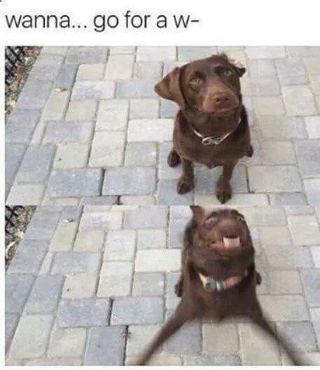 25 Hilarious Dog Memes That Will Crack You Up 19 Animal Memes21