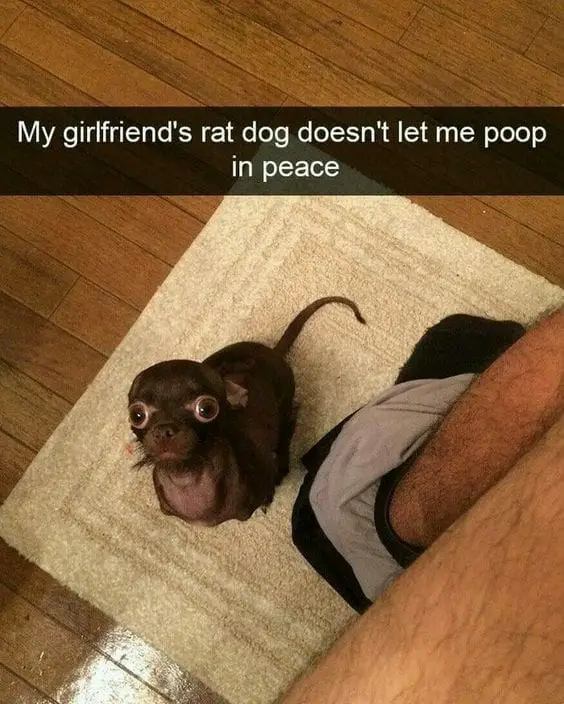 25 Hilarious Dog Memes That Will Crack You Up 20 Animal Memes22