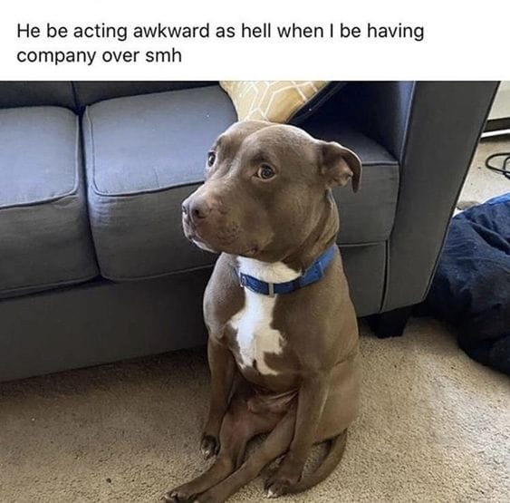 25 Hilarious Dog Memes That Will Crack You Up 21 Animal Memes23