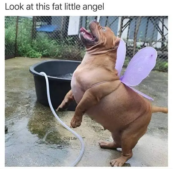 25 Hilarious Dog Memes That Will Crack You Up 22 Animal Memes24