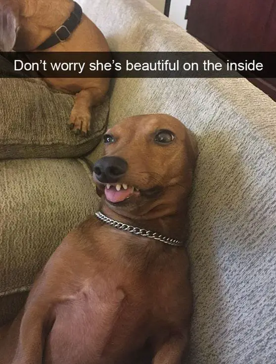 25 Hilarious Dog Memes That Will Crack You Up 23 Animal Memes25 e1731058259202