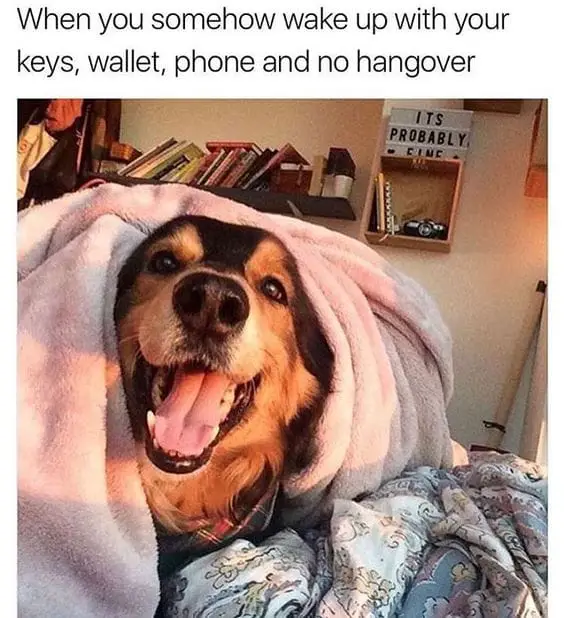 25 Hilarious Dog Memes That Will Crack You Up 24 Animal Memes26