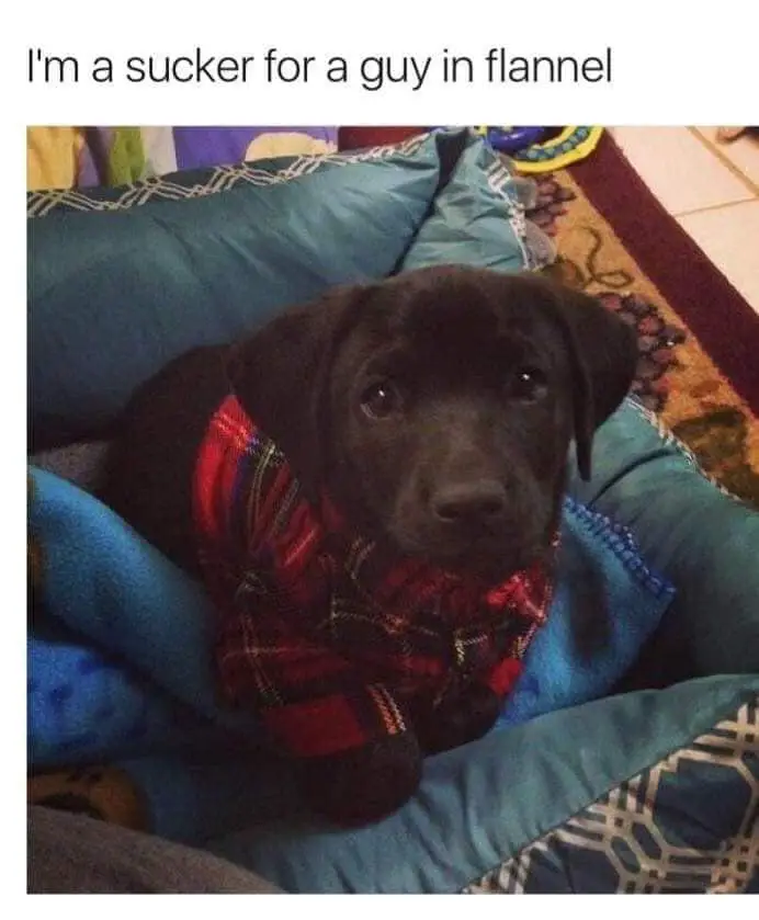 Aww such a cute baby 🐶💕