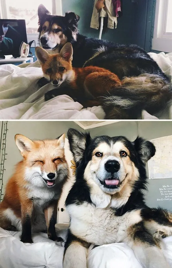 BFF1