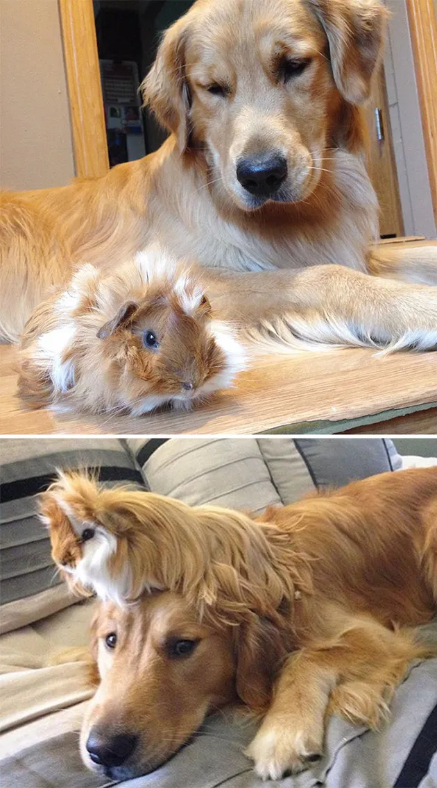BFF11