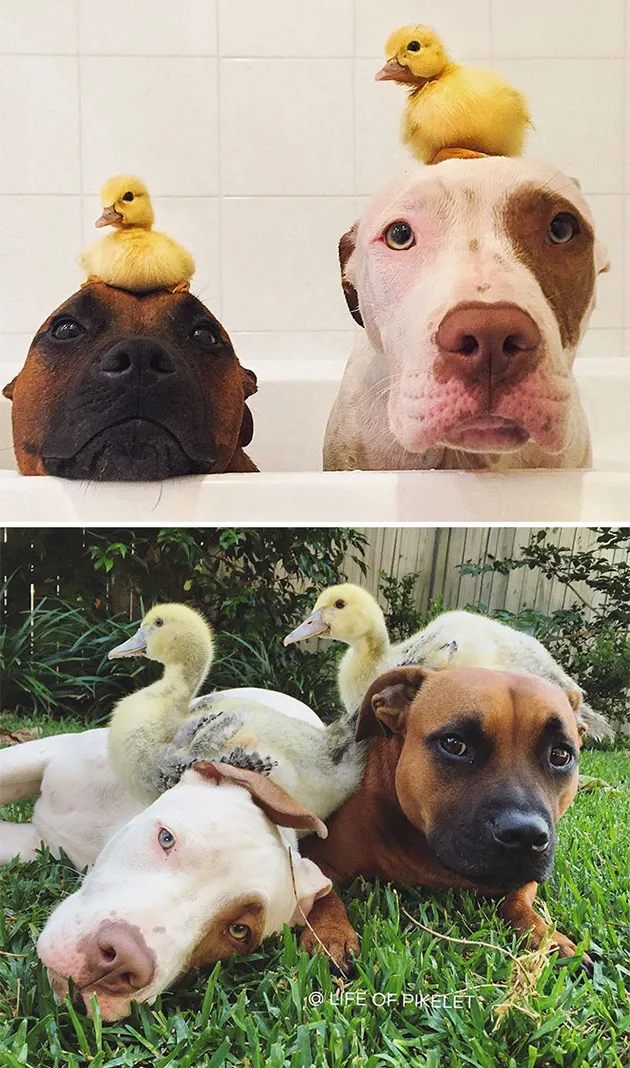 BFF5
