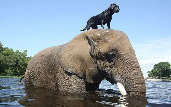 10 Times Dogs Have Made Friends With Other Animals That Will Melt Your Heart 1 Friendships1