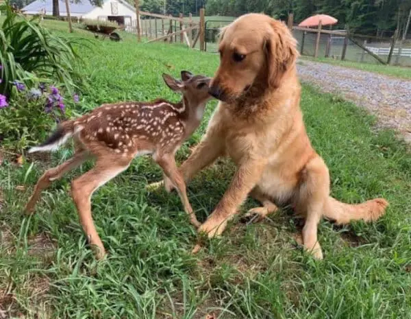 10 Times Dogs Have Made Friends With Other Animals That Will Melt Your Heart 2 Friendships2