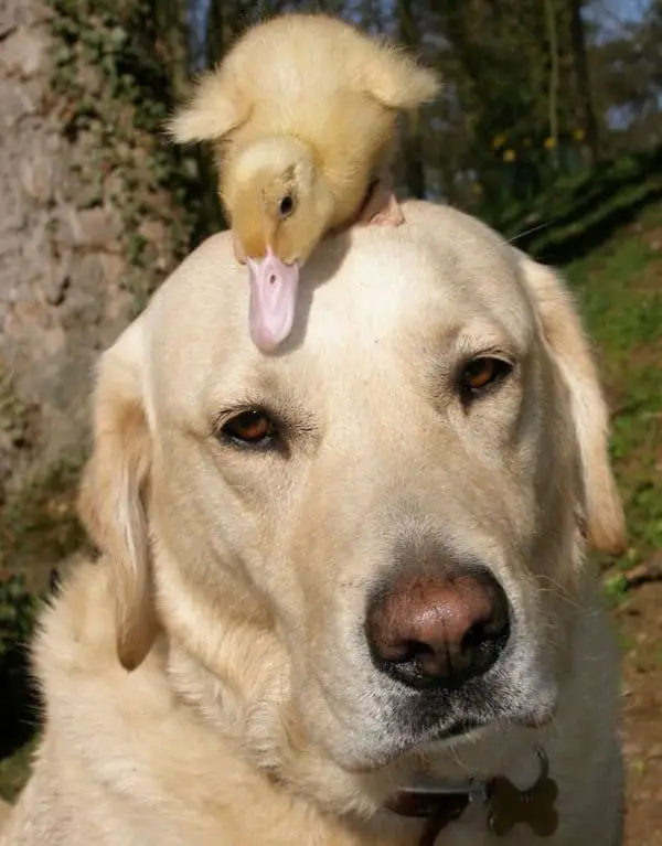 10 Times Dogs Have Made Friends With Other Animals That Will Melt Your Heart 3 Friendships3