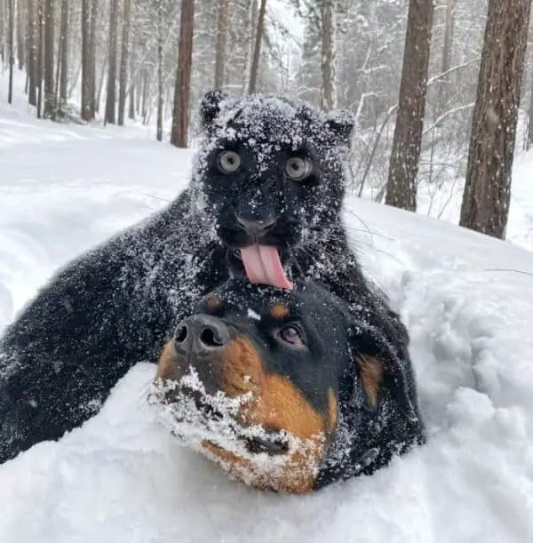 10 Times Dogs Have Made Friends With Other Animals That Will Melt Your Heart 4 Friendships4