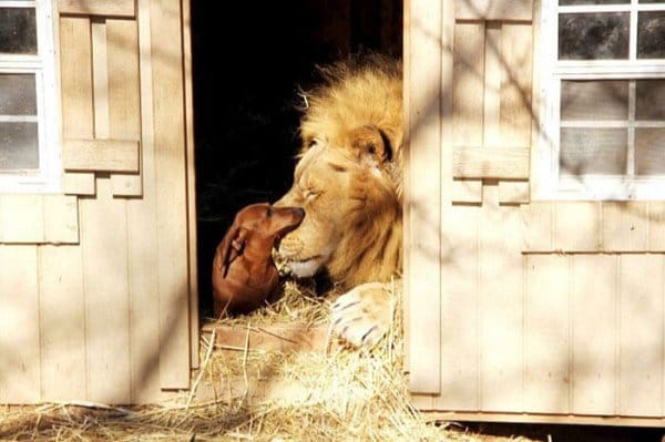 10 Times Dogs Have Made Friends With Other Animals That Will Melt Your Heart 6 Friendships5