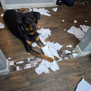 20 Dogs That Win You Over, Even After Making A Mess 2 Get a dog they said. itll be fun they said. she was very pleased with herself