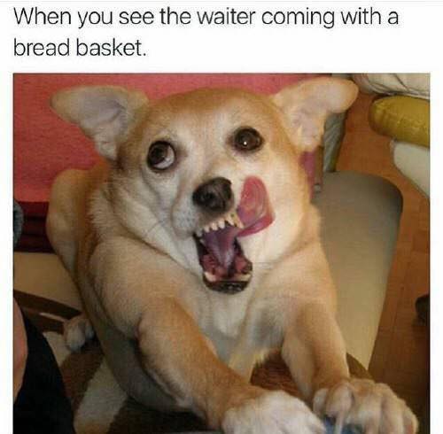 25 Hilarious Dog Memes That Will Crack You Up 9 Hilarious Animal Memes10