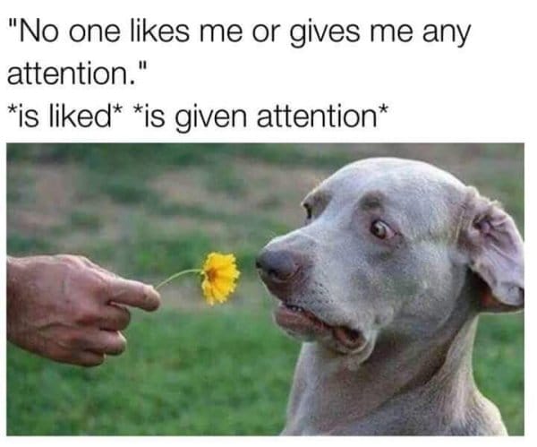 25 Hilarious Dog Memes That Will Crack You Up 10 Hilarious Animal Memes11