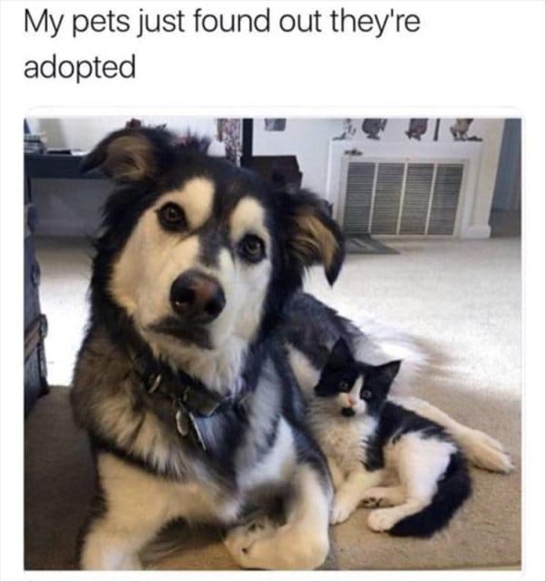25 Hilarious Dog Memes That Will Crack You Up 11 Hilarious Animal Memes12