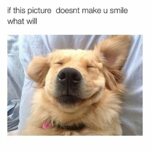 25 Hilarious Dog Memes That Will Crack You Up 13 Hilarious Animal Memes14