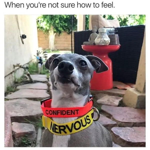 25 Hilarious Dog Memes That Will Crack You Up 14 Hilarious Animal Memes15