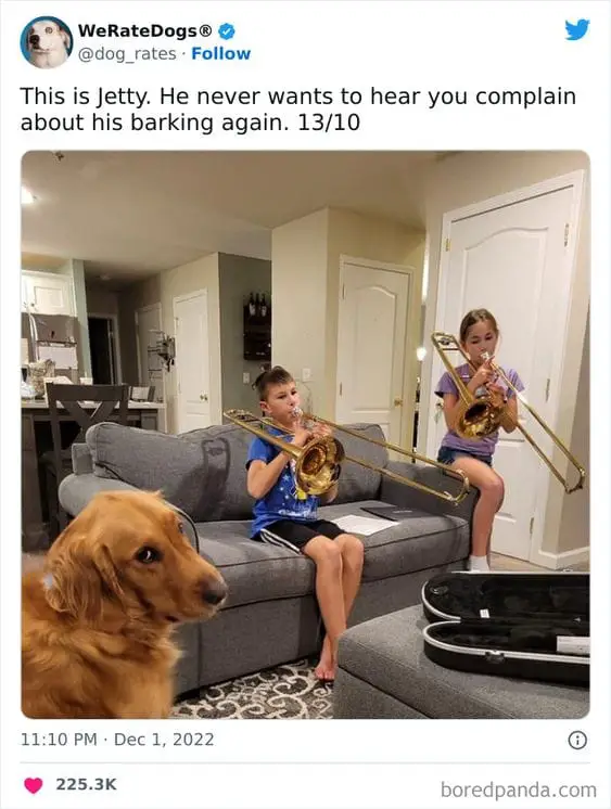 25 Hilarious Dog Memes That Will Crack You Up 15 Hilarious Animal Memes17