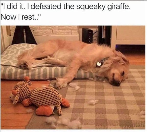 25 Hilarious Dog Memes That Will Crack You Up 3 Hilarious Animal Memes3