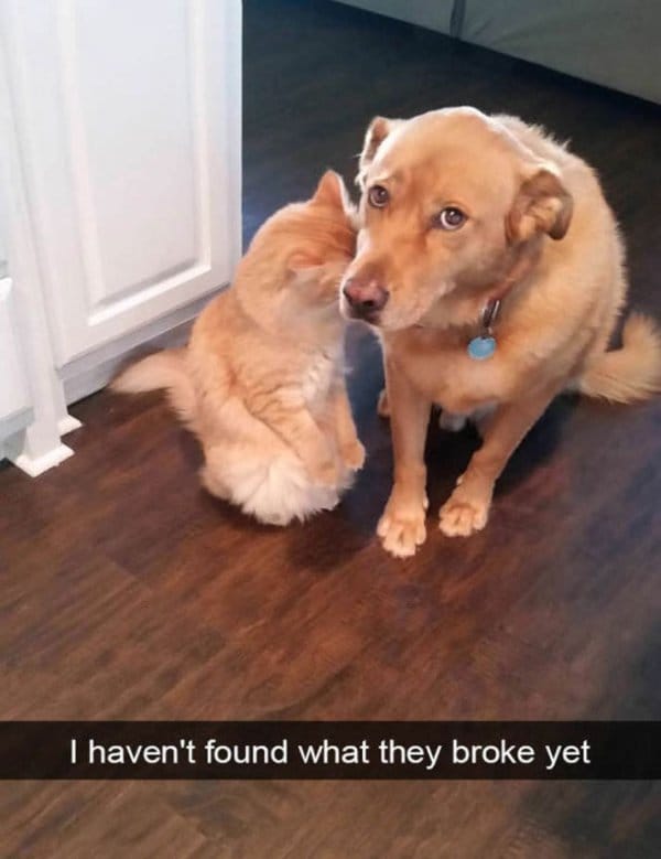 25 Hilarious Dog Memes That Will Crack You Up 7 Hilarious Animal Memes4