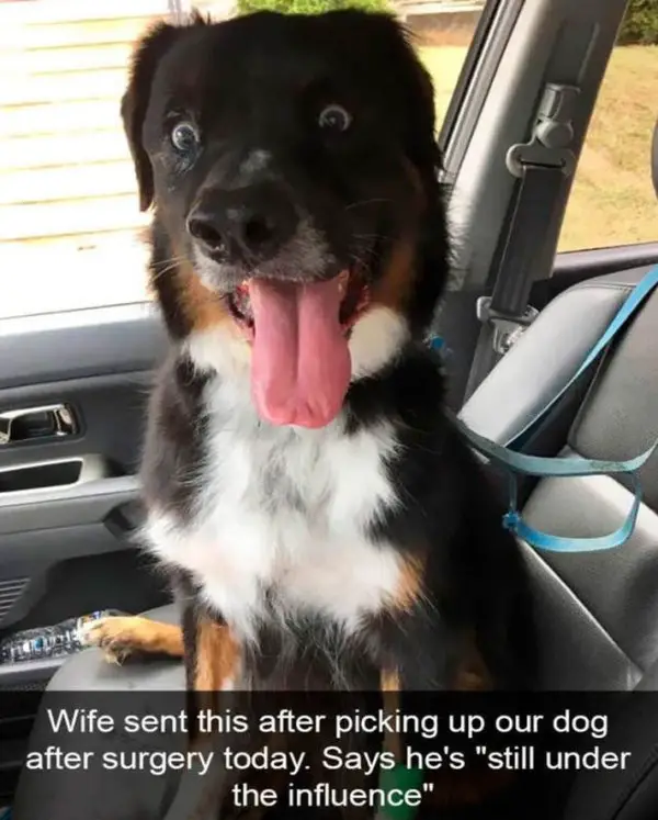 25 Hilarious Dog Memes That Will Crack You Up 2 Hilarious Animal Memes5 e1731057499368