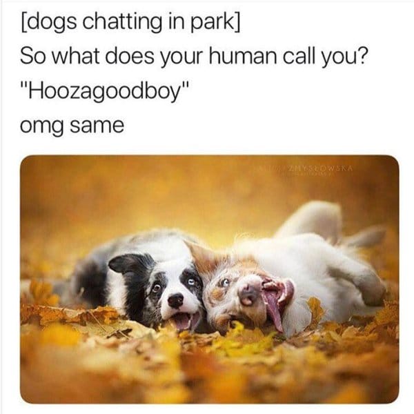25 Hilarious Dog Memes That Will Crack You Up 5 Hilarious Animal Memes6