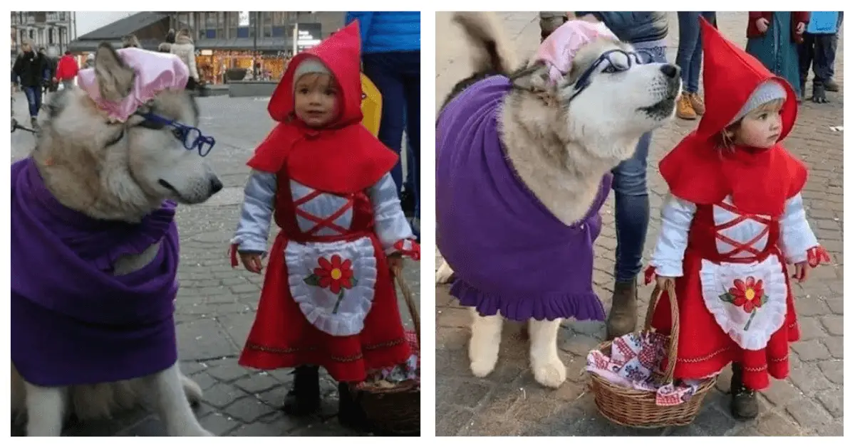 Little Red Riding Hood and Her “Big Bad Wolf” Husky Steal Hearts in Adorable Costumes