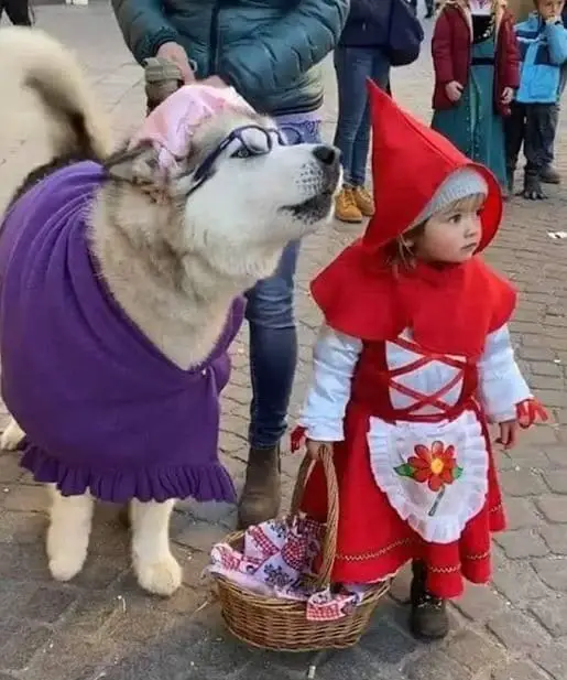 Little Red Riding Hood and Her "Big Bad Wolf" Husky Steal Hearts in Adorable Costumes 2 Little Red Riding Hood and Wolf