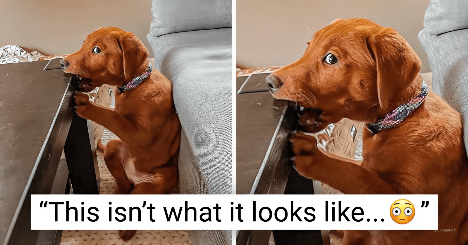 20 Dogs That Win You Over, Even After Making A Mess