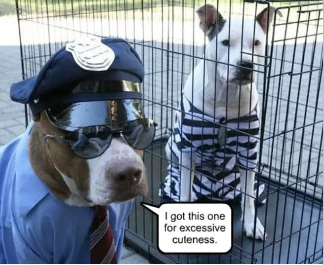 Obviously Guilty