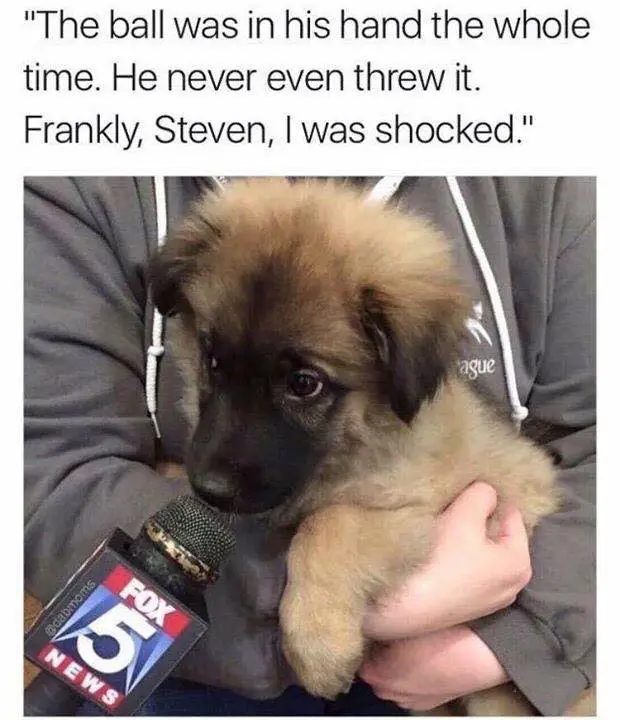 One of the best from Doggo😂