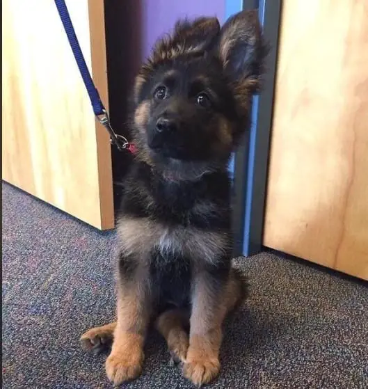 20 Hilarious K9 Dog Memes That Will Have Your Tail Wagging with Excitement" 9 Screenshot 1