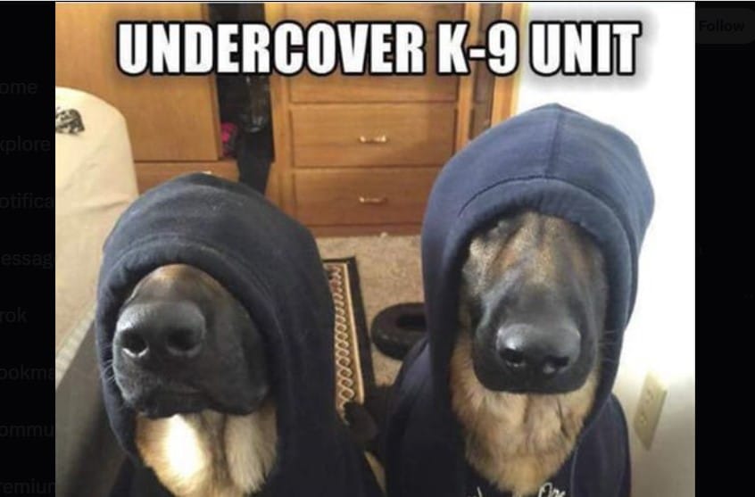 20 Hilarious K9 Dog Memes That Will Have Your Tail Wagging with Excitement”