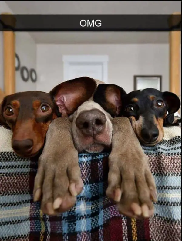 25 Hilarious Dog Memes That Will Crack You Up 1 Screenshot 3