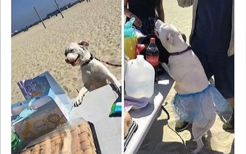 Teen Hosts Elaborate Baby Shower, Then Reveals It’s Actually For Her Very Pregnant Dog
