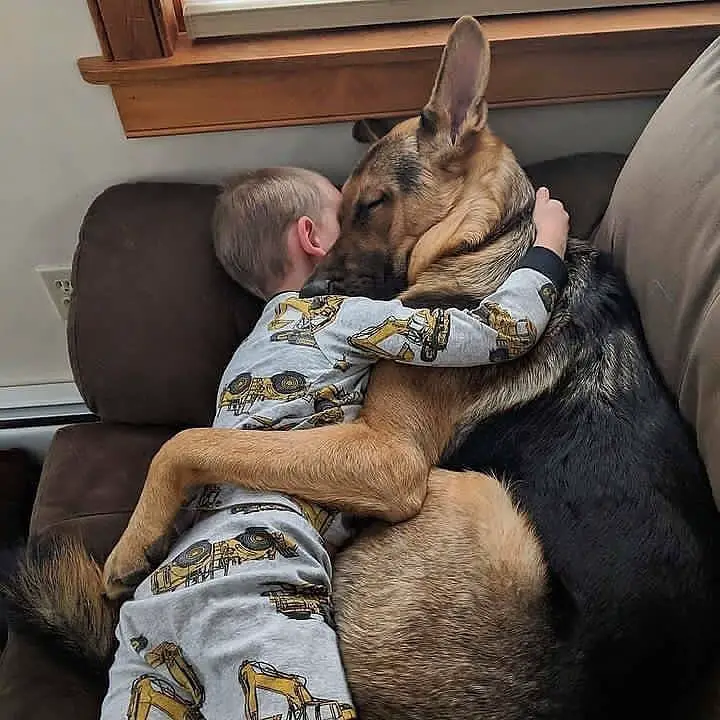 Snuggles is what we like. 🐶👦😵german shepherd inss