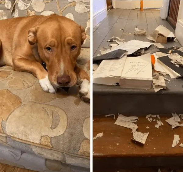 20 Dogs That Win You Over, Even After Making A Mess 4 Source mavericktatt