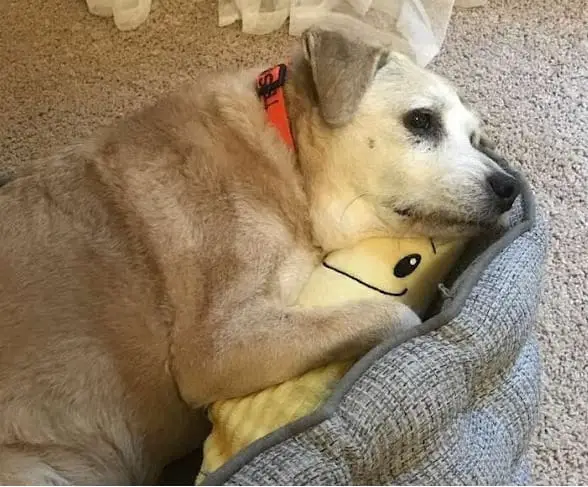 20-Year-Old Dog Still Cherishes Her Beloved Banana Toy 3 Tessa believes youre never too old to sleep with your favorite cuddly toy.
