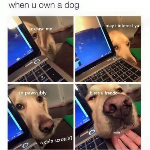 When your dog owns you