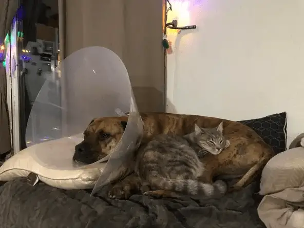 10 Times Dogs Have Made Friends With Other Animals That Will Melt Your Heart 7 bff10
