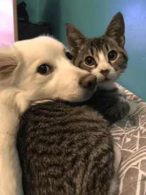 10 Times Dogs Have Made Friends With Other Animals That Will Melt Your Heart 8 bff11