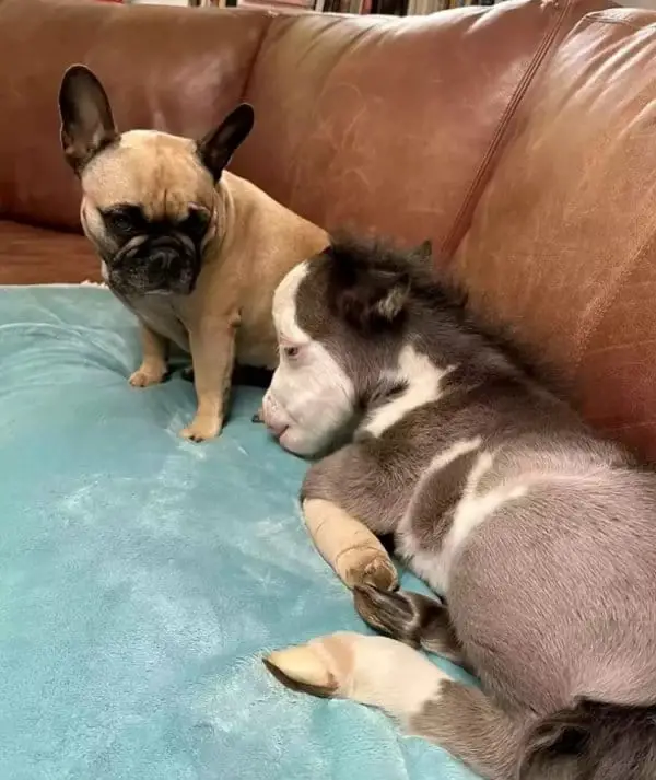 10 Times Dogs Have Made Friends With Other Animals That Will Melt Your Heart 9 bff12