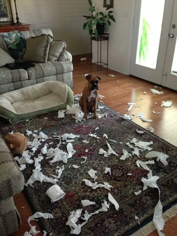 20 Dogs That Win You Over, Even After Making A Mess 7 c0df27c7480e1d86ef46beffae9777eb