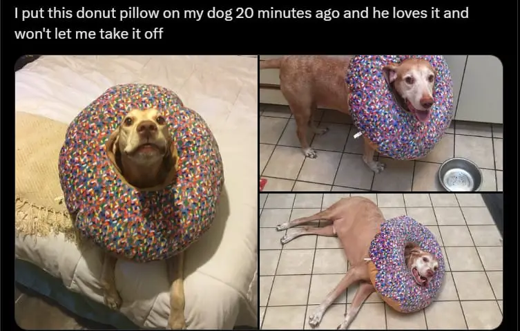 cover dog