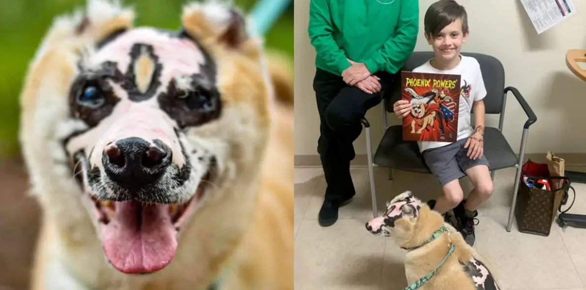 Dog Who Survived House Fire Now Inspires Others To Never Give Up