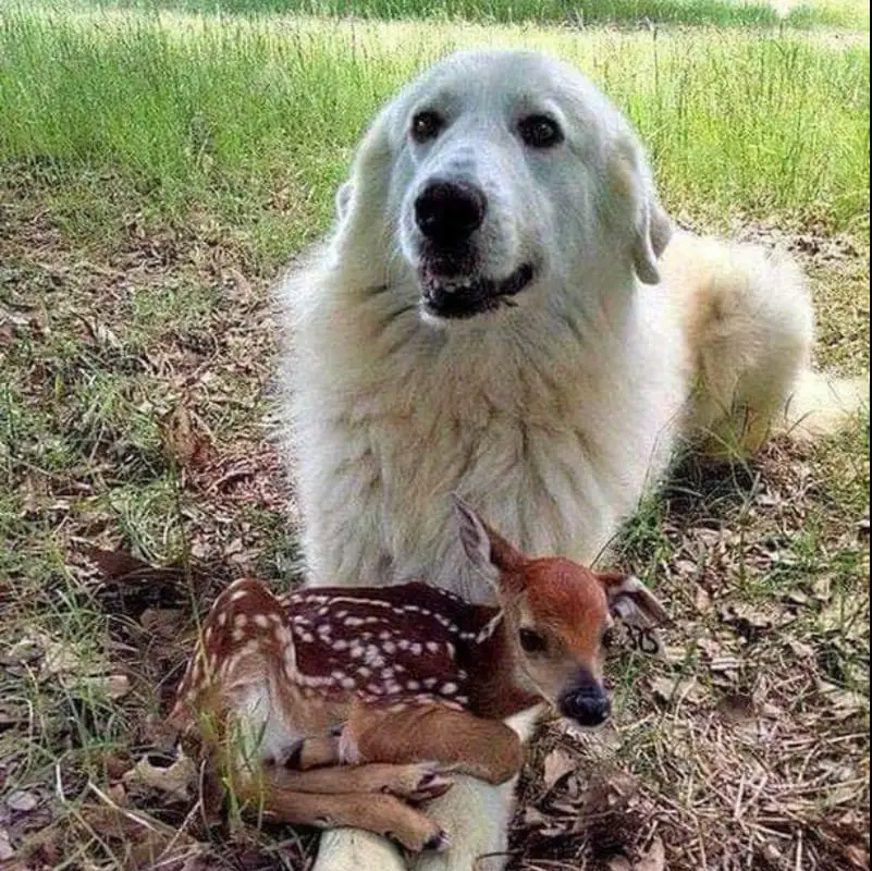 10 Times Dogs Have Made Friends With Other Animals That Will Melt Your Heart