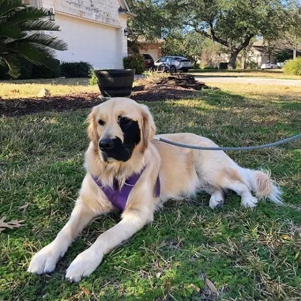 Golden Retriever Born With Genetic Mutation Has Grown up A Stunner 2 dog born with mutation 8