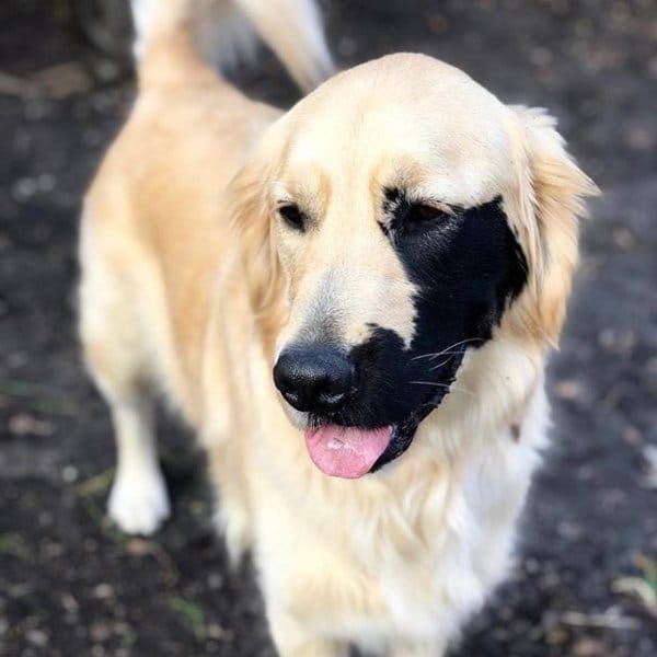 Golden Retriever Born With Genetic Mutation Has Grown up A Stunner 4 dog born with mutation 9