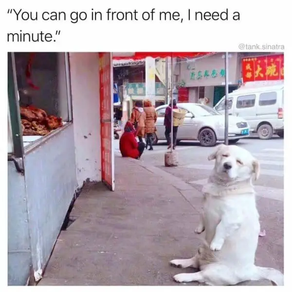25 Hilarious Dog Memes That Are Both Funny And Adorable 25 dog meme