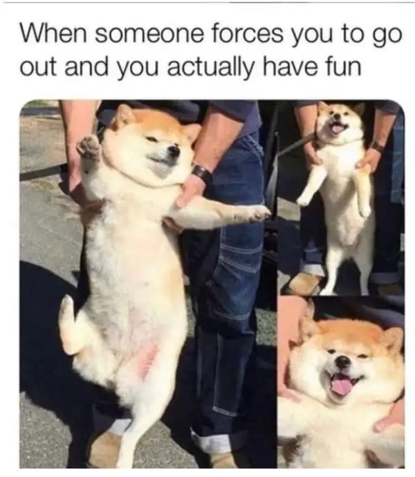 25 Hilarious Dog Memes That Are Both Funny And Adorable 17 dog meme10